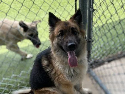 An adult medium-sized female German Shepherd Dog dog named Echo for adoption in Gainesville, FL