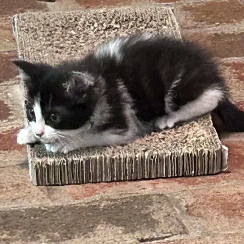 A baby small-sized male Black Domestic Short Hair cat named Wocket for adoption in Chattanooga, TN