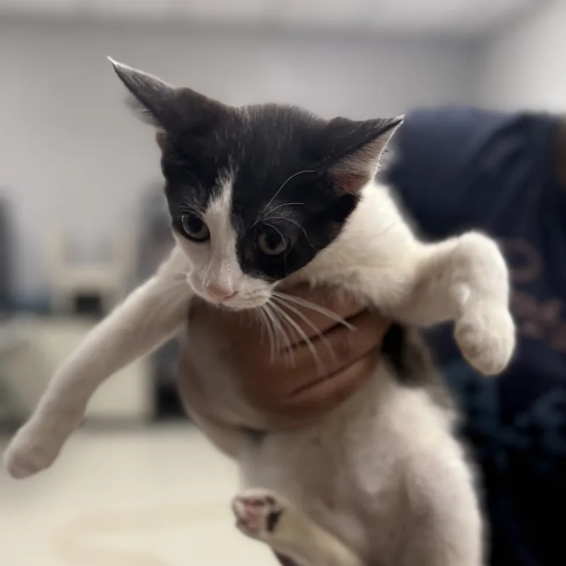 A baby small-sized female Black Domestic Short Hair cat named Carouselc for adoption in East Saint Louis, IL