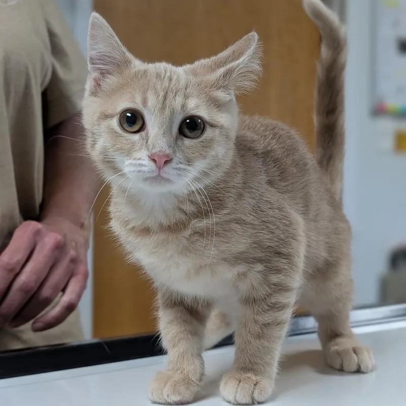 A baby small-sized female Orange / Red Domestic Short Hair cat named Cleo for adoption in Canton, IL