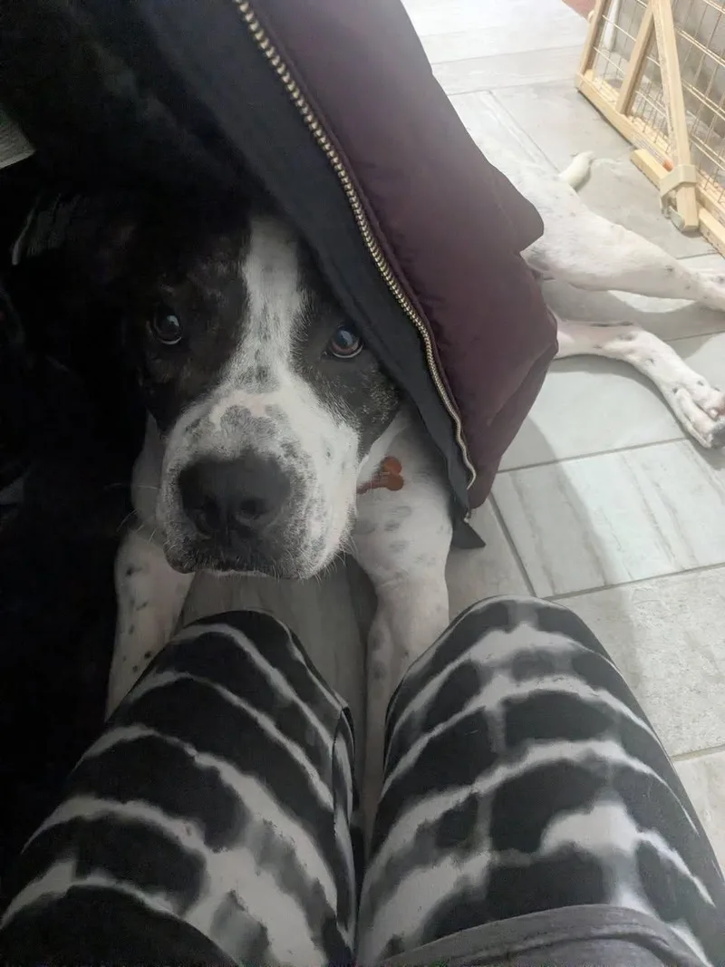 Maverick