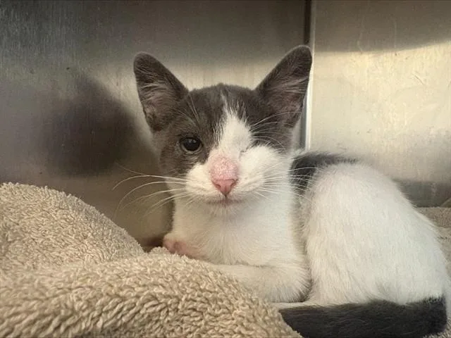 A baby small-sized male Domestic Short Hair cat named Casper for adoption in San Jose, CA