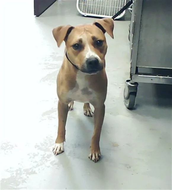 An adult medium-sized female Pit Bull Terrier dog named Amethyst for adoption in Fayetteville, NC