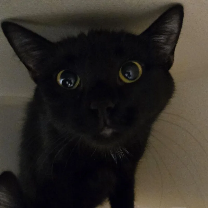 An adult medium-sized female Black Domestic Short Hair cat named Kameera for adoption in Colorado Springs, CO