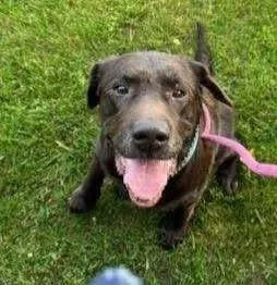 A senior large-sized male Chocolate Labrador Retriever dog named Buford for adoption in Bayport, NY