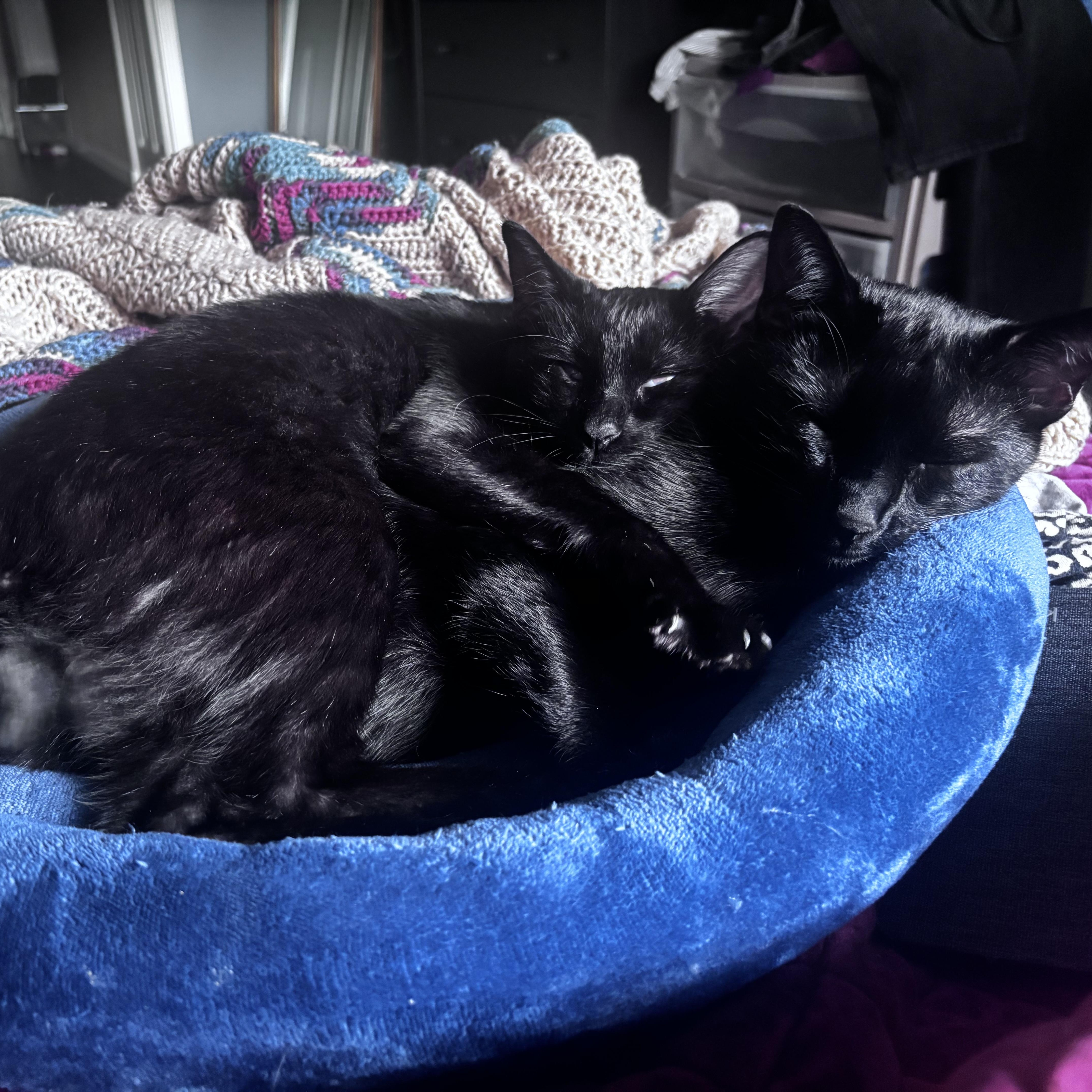 A baby medium-sized male Black Domestic Short Hair cat named Helios for adoption in Baytown, TX