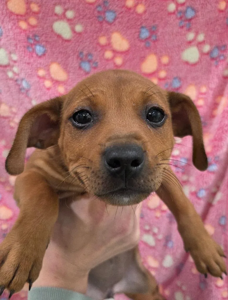 A baby small-sized female Chihuahua dog named Monica for adoption in Brookings, OR