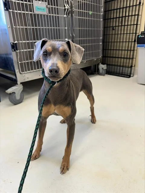 A young small-sized male Miniature Pinscher dog named Harlow for adoption in Santa Cruz, CA