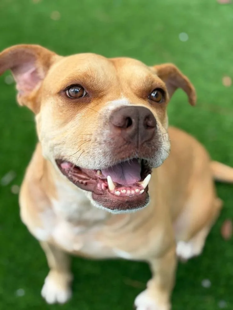An adult medium-sized female White / Cream American Bulldog dog named Shiloh for adoption in Elmsford, NY