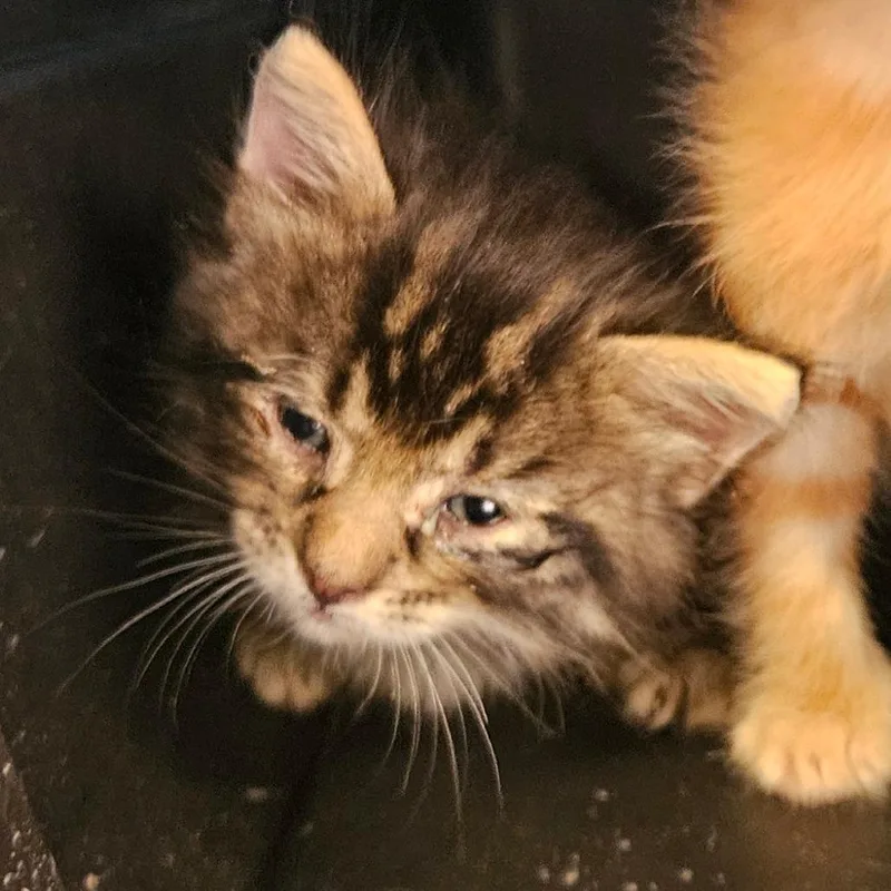 A baby small-sized male Brown / Chocolate Domestic Short Hair cat named Emmett for adoption in Lake Jackson, TX