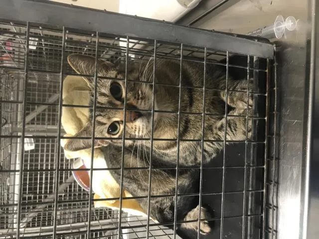 An adult medium-sized female Domestic Short Hair cat named Lucky for adoption in Conroe, TX