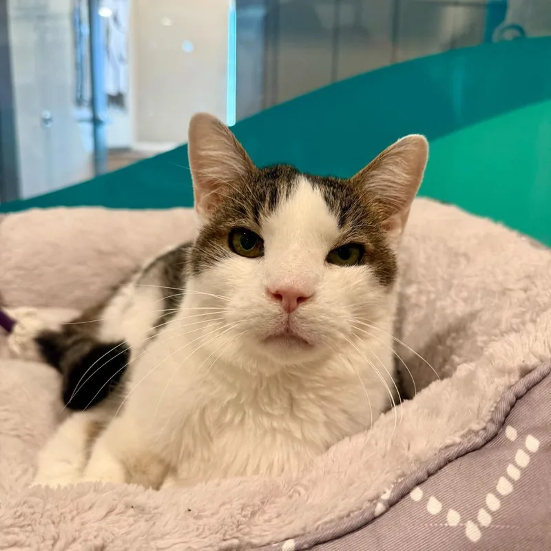 A senior medium-sized male White Domestic Short Hair cat named Skippy for adoption in Louisville, KY