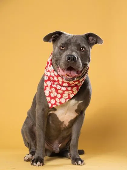 An adult large-sized male Pit Bull Terrier dog named Bando for adoption in Atlanta, GA