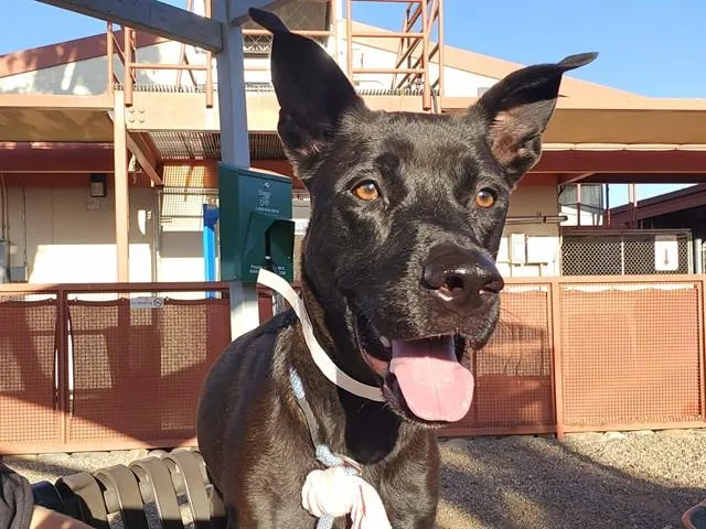A young large-sized female Labrador Retriever dog named Junie B for adoption in Phoenix, AZ
