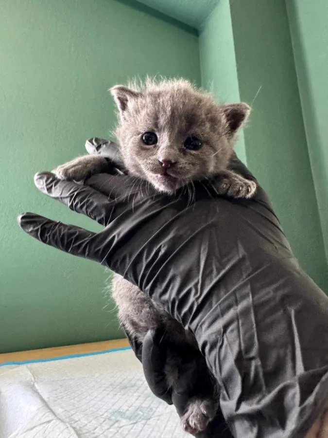 A baby medium-sized female Gray / Blue / Silver Domestic Short Hair cat named Mallet for adoption in Cleveland, OH