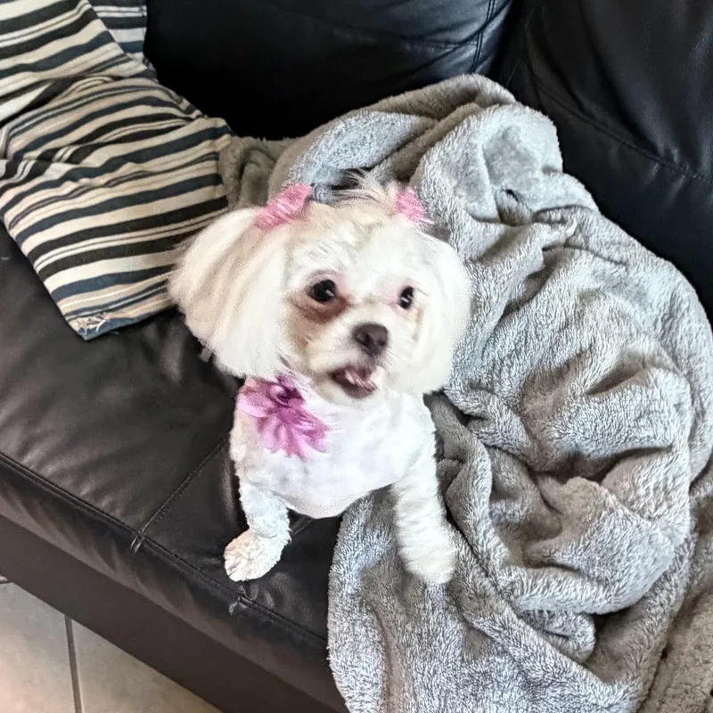 Zsa Zsa thumbnail 2
