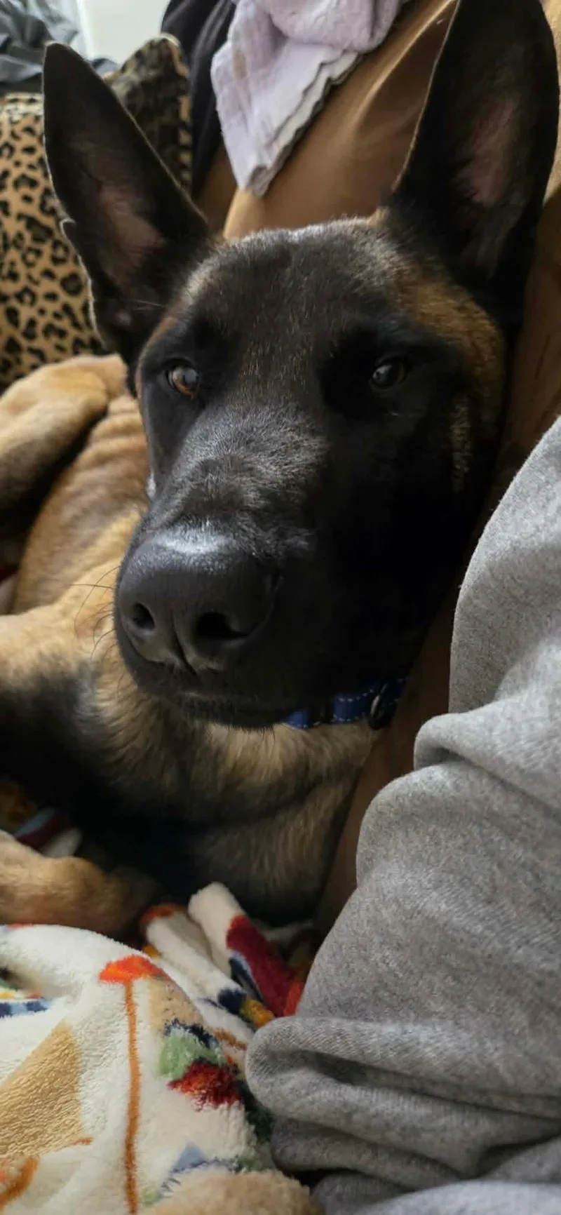 A young medium-sized male Shepherd dog named Buddy for adoption in Westwood, NJ