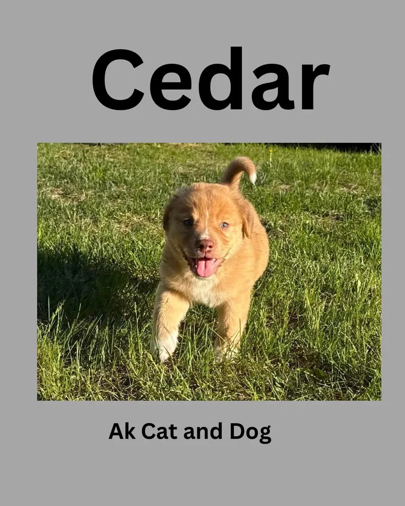 Cedar