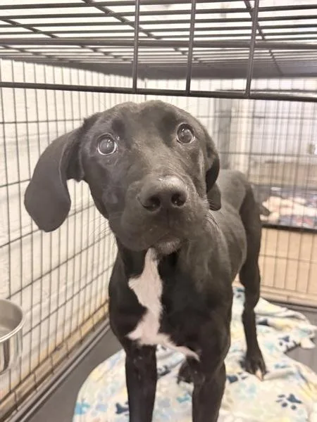 A young large-sized male Great Dane dog named Fleet Foot for adoption in Mobile, AL