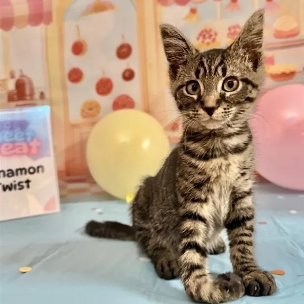 A baby medium-sized female Tabby (Brown / Chocolate) Domestic Short Hair cat named Cinnamon Twist for adoption in Prince Frederick, MD