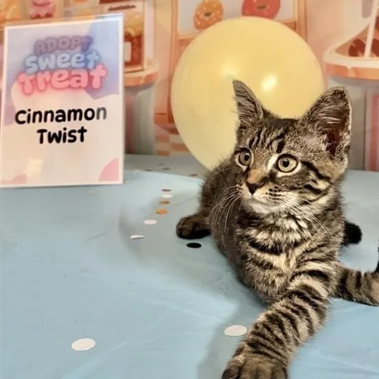 Cinnamon Twist thumbnail 2