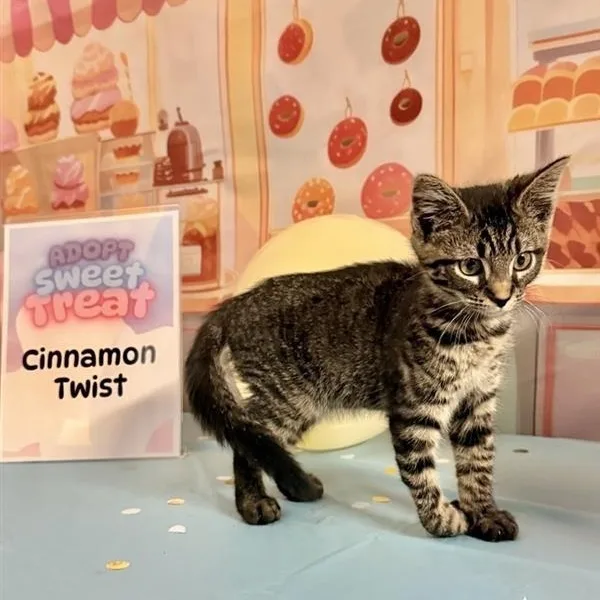 Cinnamon Twist thumbnail 3
