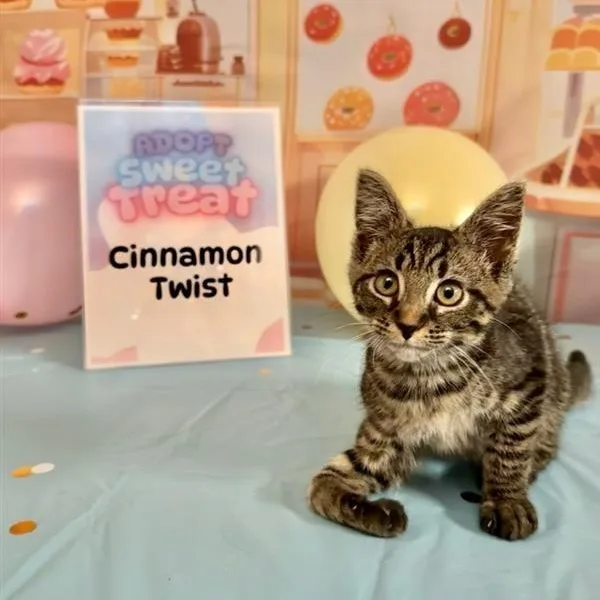 Cinnamon Twist thumbnail 4