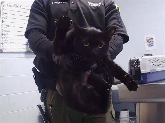 An adult small-sized female Domestic Short Hair cat named Miss Honey for adoption in Charlotte, NC