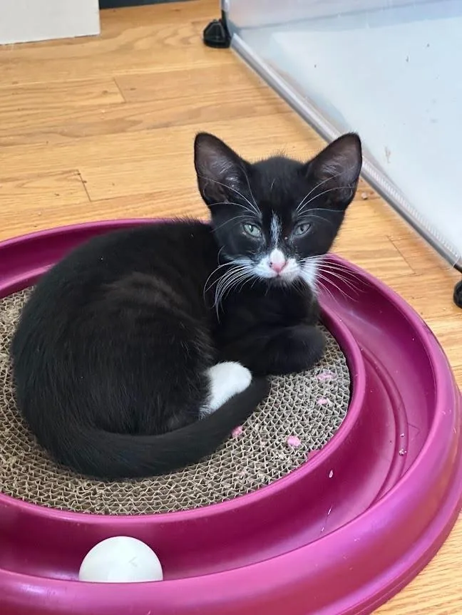 A baby medium-sized male Domestic Short Hair cat named Figaro for adoption in Shoreline, WA