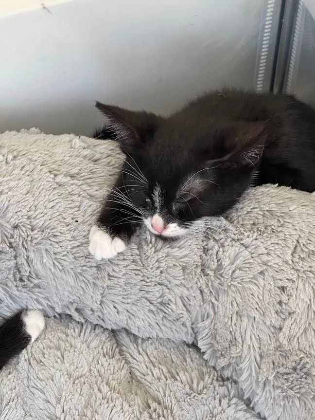 Figaro thumbnail 4