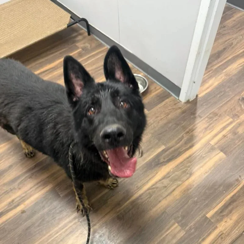 An adult large-sized male Black Mixed Breed dog named Abel for adoption in Jeffersonville, IN