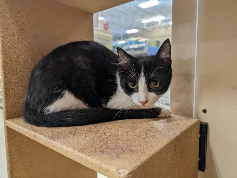 Skittles thumbnail 3