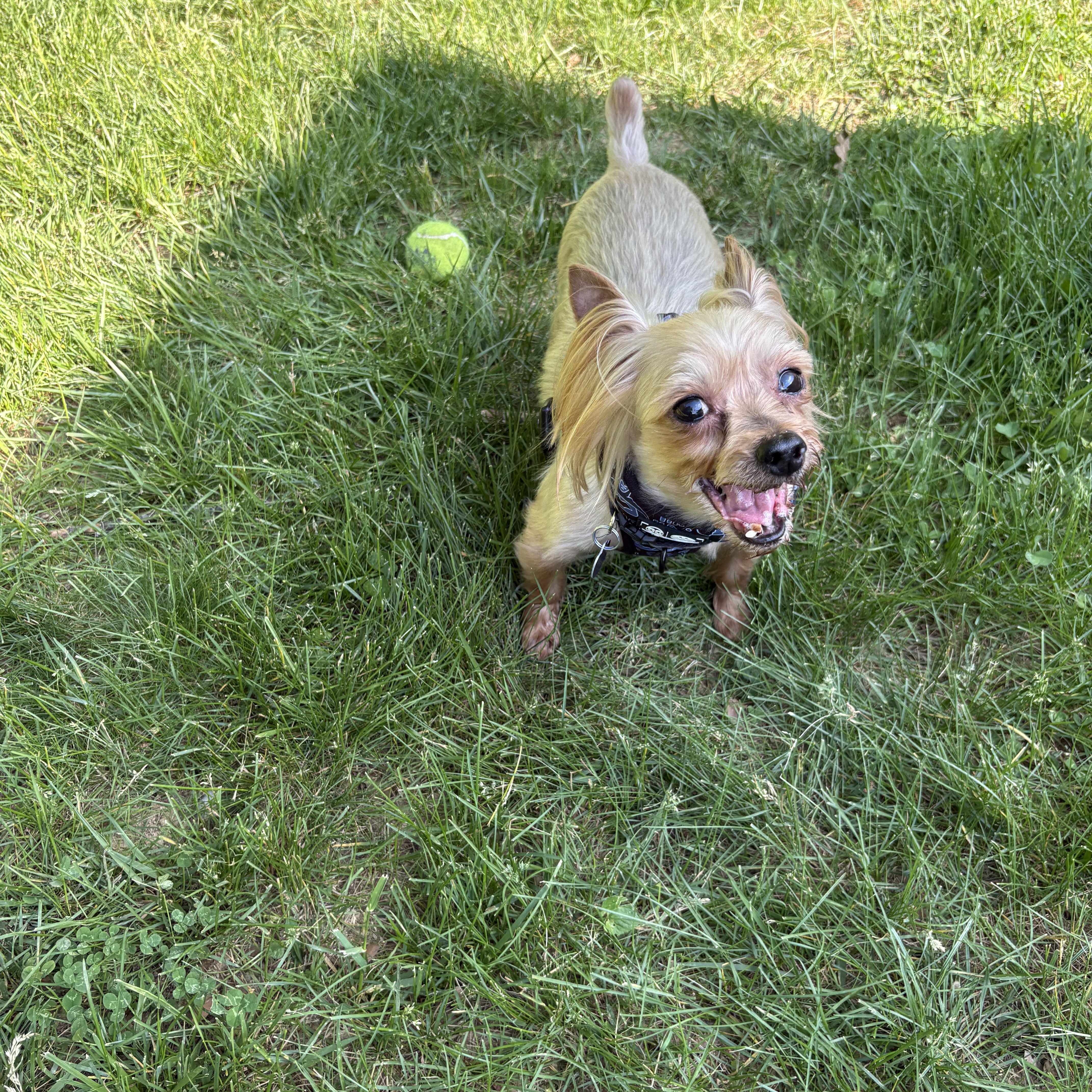 A senior small-sized male Bicolor Yorkshire Terrier dog named King for adoption in Rockville, MD