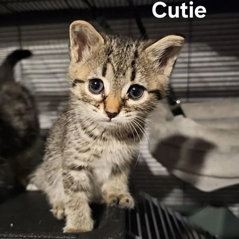 Cutie