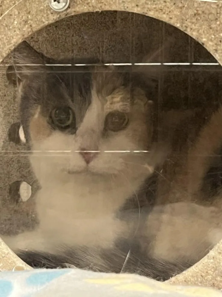 A senior medium-sized female Domestic Short Hair cat named Lil Miss Muffet for adoption in Derwood, MD