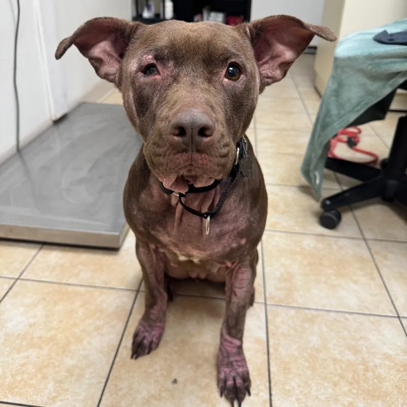An adult medium-sized female Brown / Chocolate Pit Bull Terrier dog named Mama's Girl for adoption in Pekin, IL