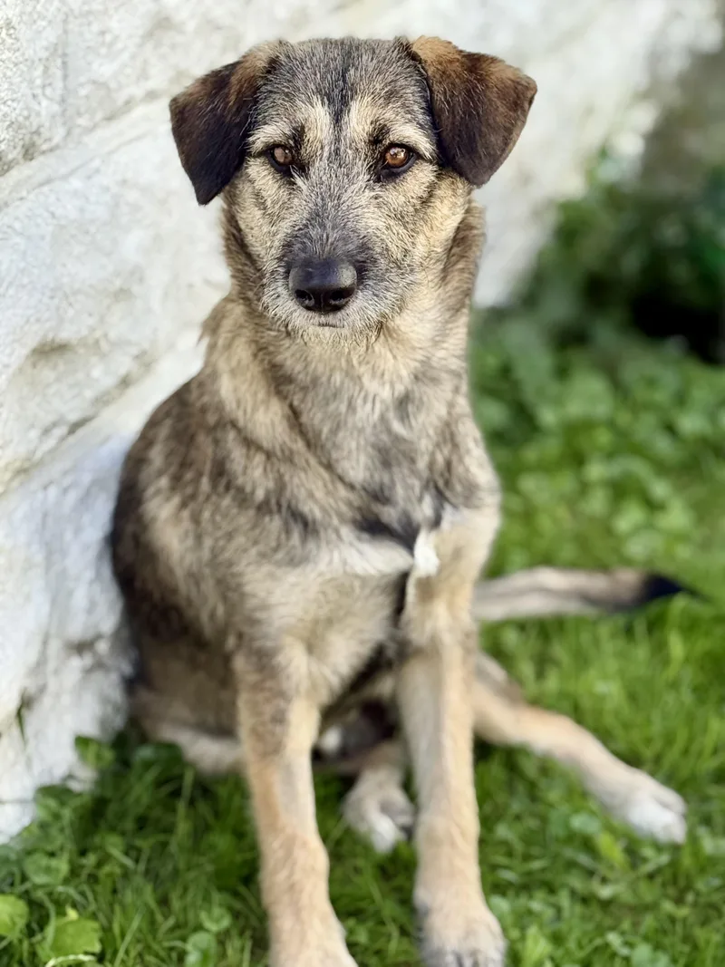 A young medium-sized female German Shepherd Dog dog named Raven for adoption in Amarillo, TX