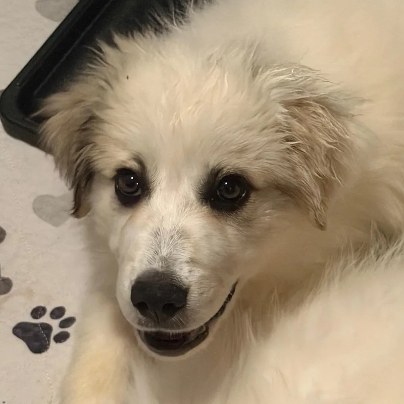 A baby large-sized female Great Pyrenees dog named Wisp for adoption in Kansas City, MO