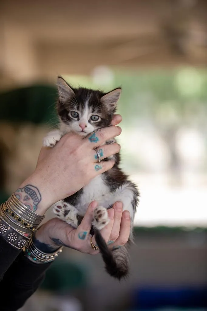 A baby small-sized female Domestic Short Hair cat named Sweet Pea for adoption in Los Angeles, CA