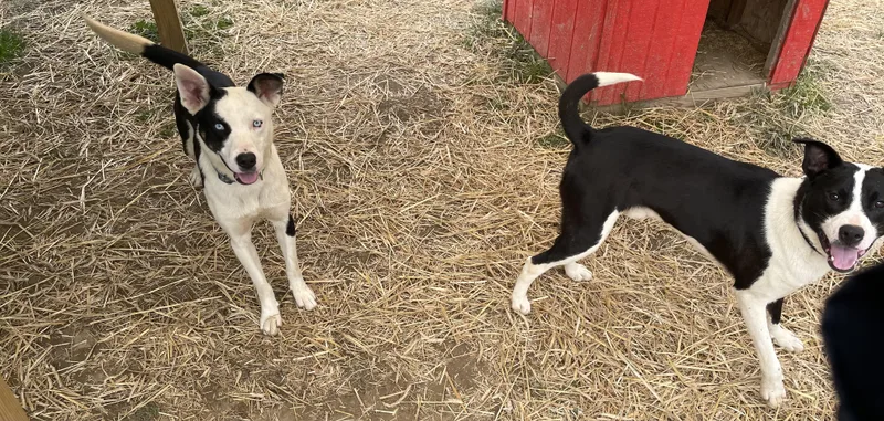 A young medium-sized male Australian Shepherd dog named Lucas for adoption in Salem, OH