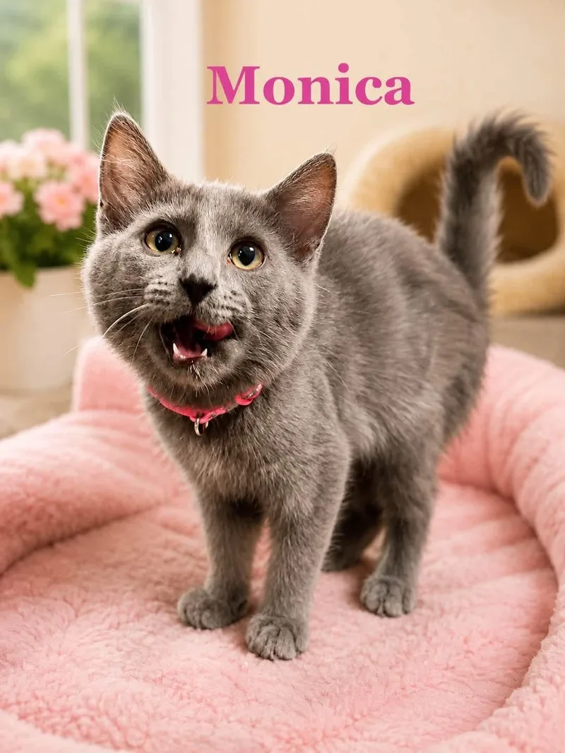 A baby medium-sized female Gray & White Domestic Short Hair cat named Monica for adoption in Loogootee, IN