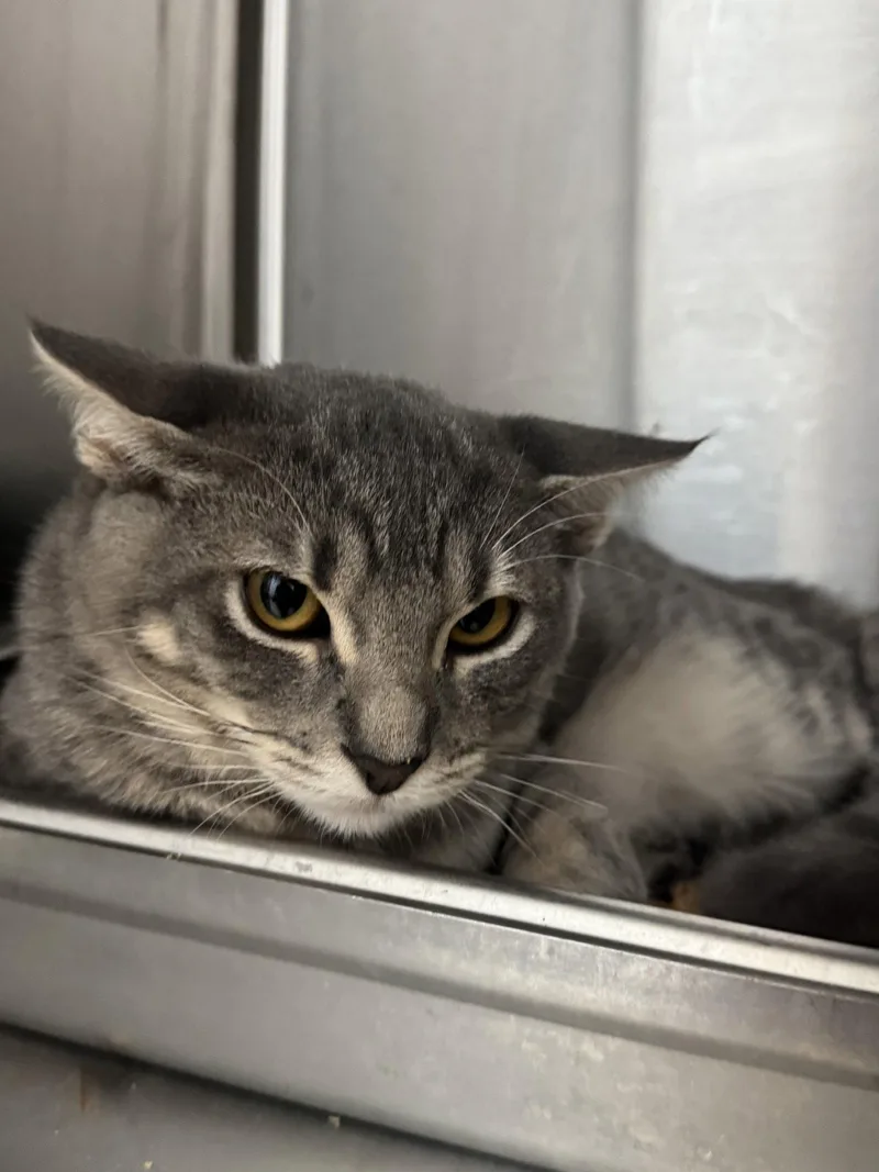 A young small-sized female Domestic Short Hair cat named Stewie for adoption in Hilton Head Island, SC