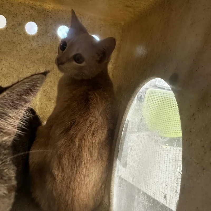 A baby small-sized female Orange / Red Domestic Short Hair cat named Cola for adoption in Philadelphia, PA