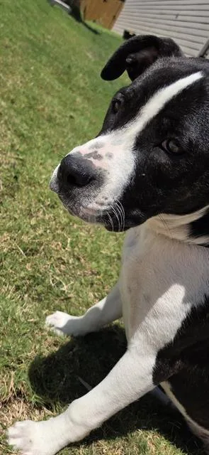 A baby large-sized female Boxer dog named Cinnamon for adoption in San Antonio, TX