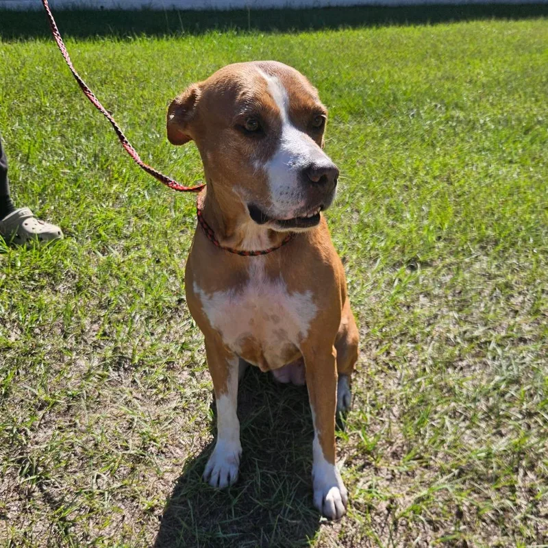 An adult medium-sized female Yellow / Tan / Blond / Fawn Australian Shepherd dog named Ella for adoption in LOXAHATCHEE, FL