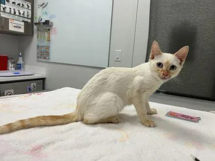 A baby small-sized male Cream / Ivory Siamese cat named Some Creature I Found for adoption in Kansas City, MO