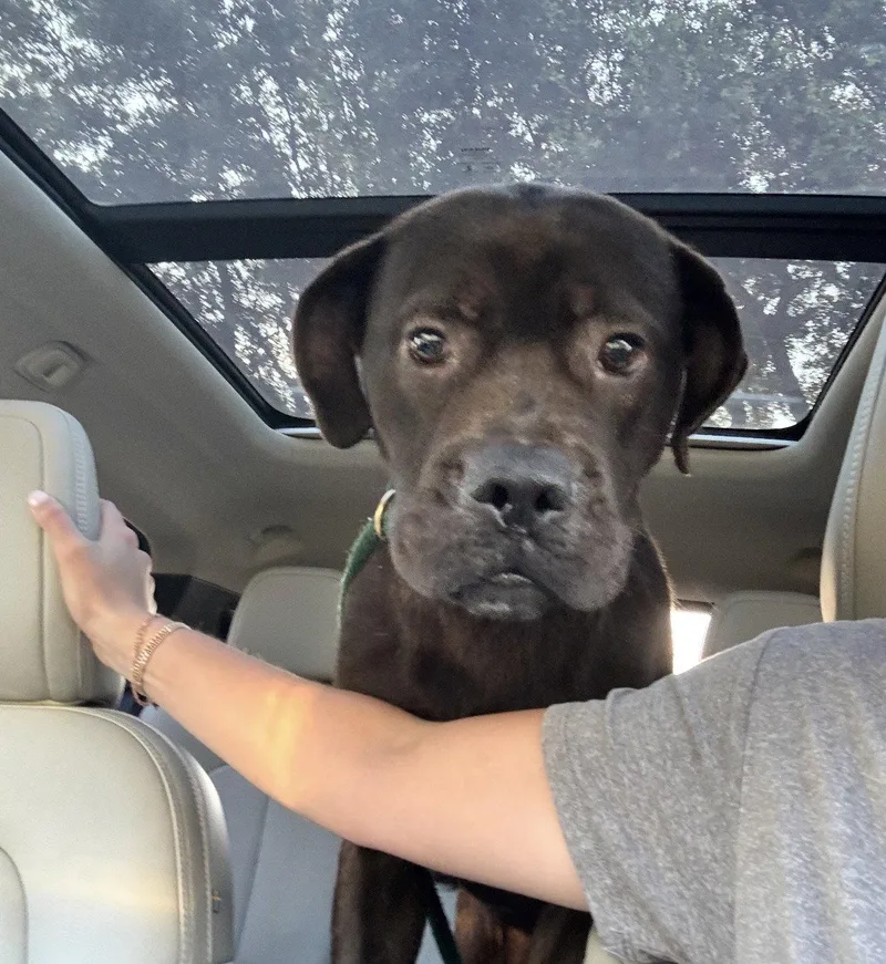 A young medium-sized male Labrador Retriever dog named Jonas for adoption in Houston, TX