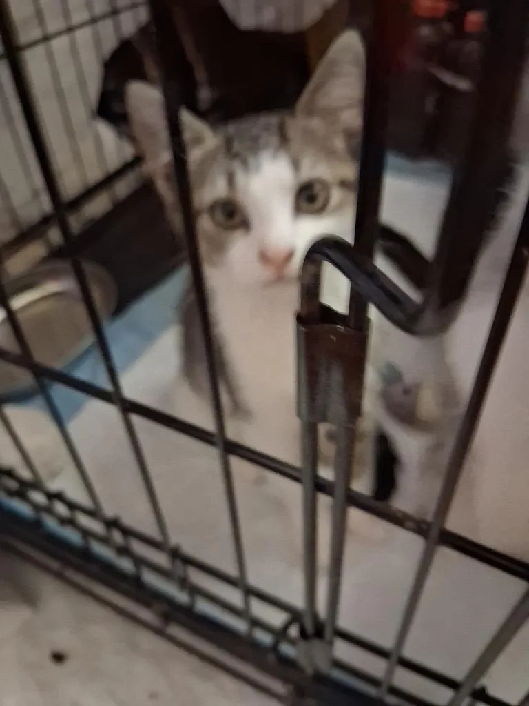 A baby medium-sized female Domestic Short Hair cat named Loreann for adoption in Pomona, NY