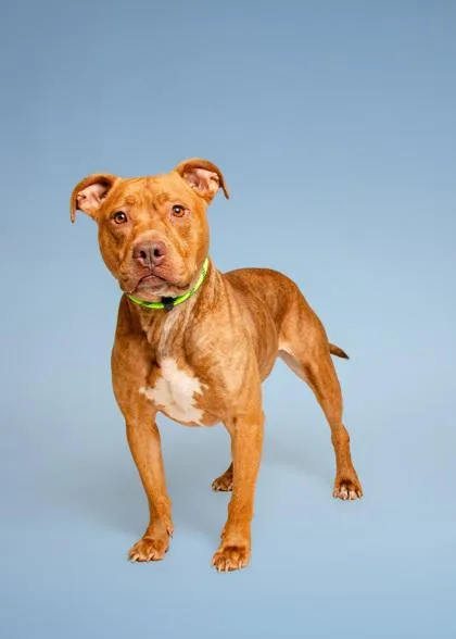 An adult large-sized male Mixed Breed dog named Scooter for adoption in Sevierville, TN