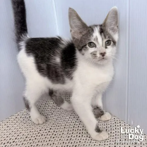 A baby medium-sized male Domestic Short Hair cat named Nigel for adoption in Washington, DC
